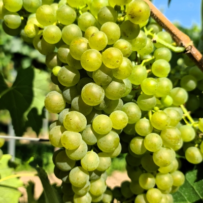 Felicia 20250812 112113